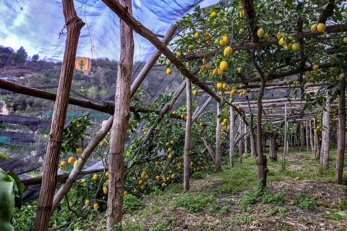 ağaçlarda limonlarla dolu bir sera