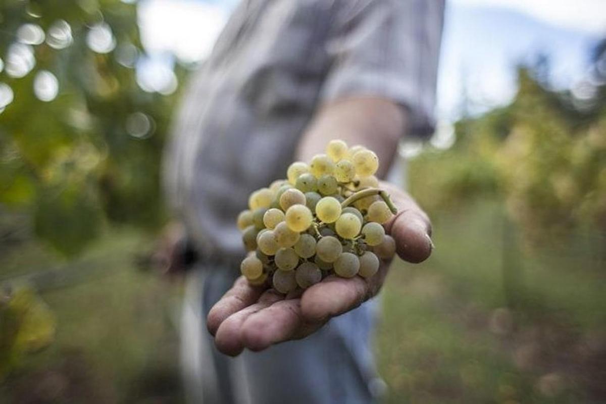 una persona sosteniendo un racimo de uvas verdes