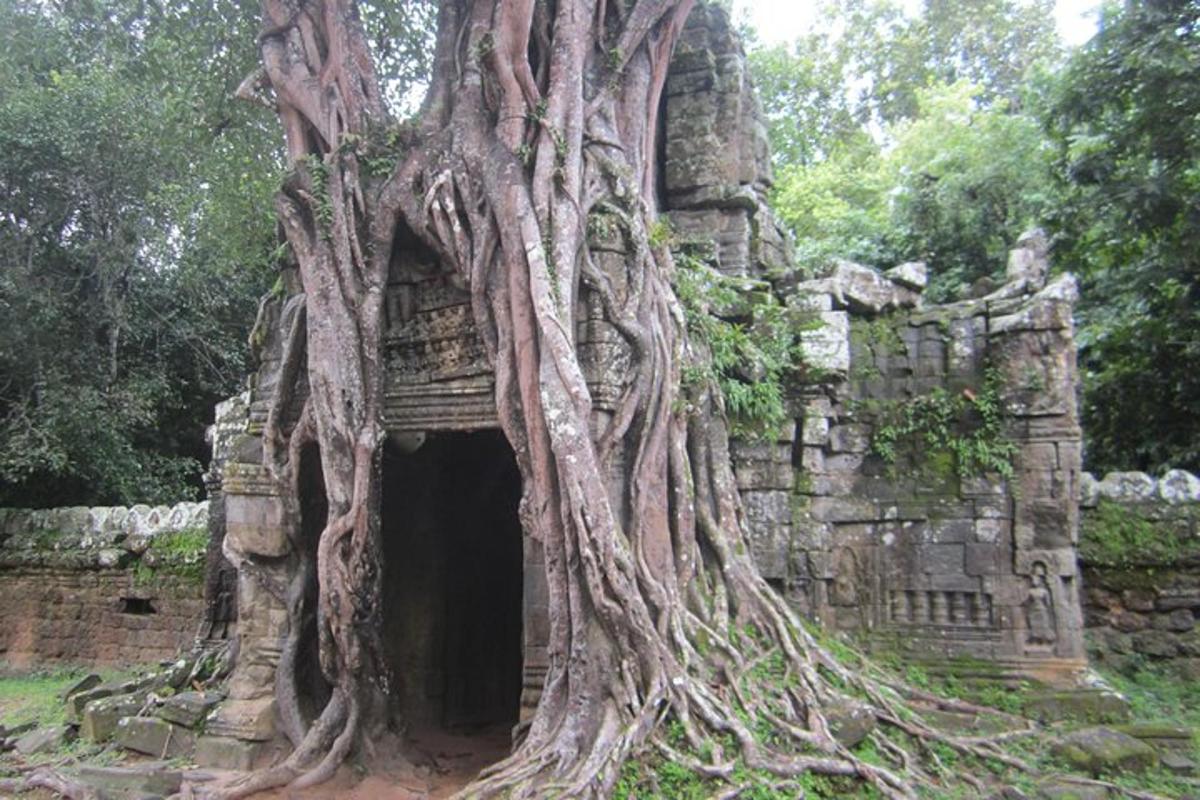 ein Baum, der um ein Gebäude mit einem Eingang wächst