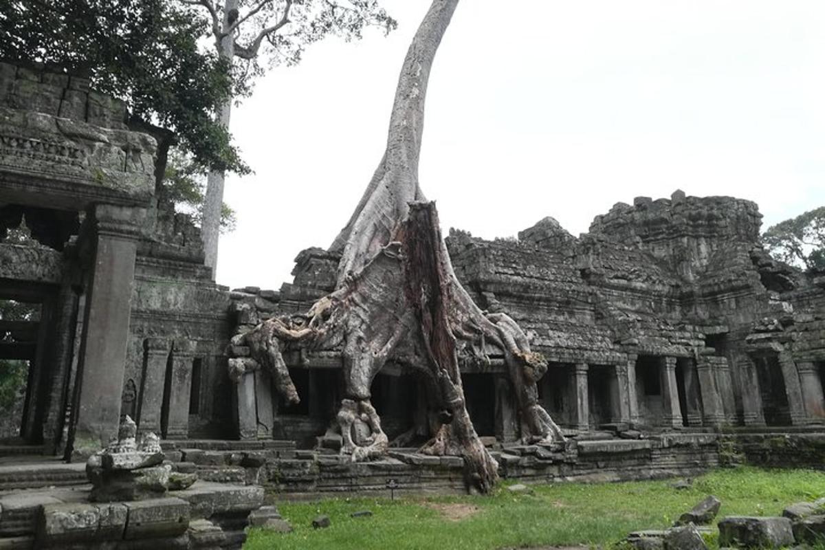 a building with a tree growing out of it