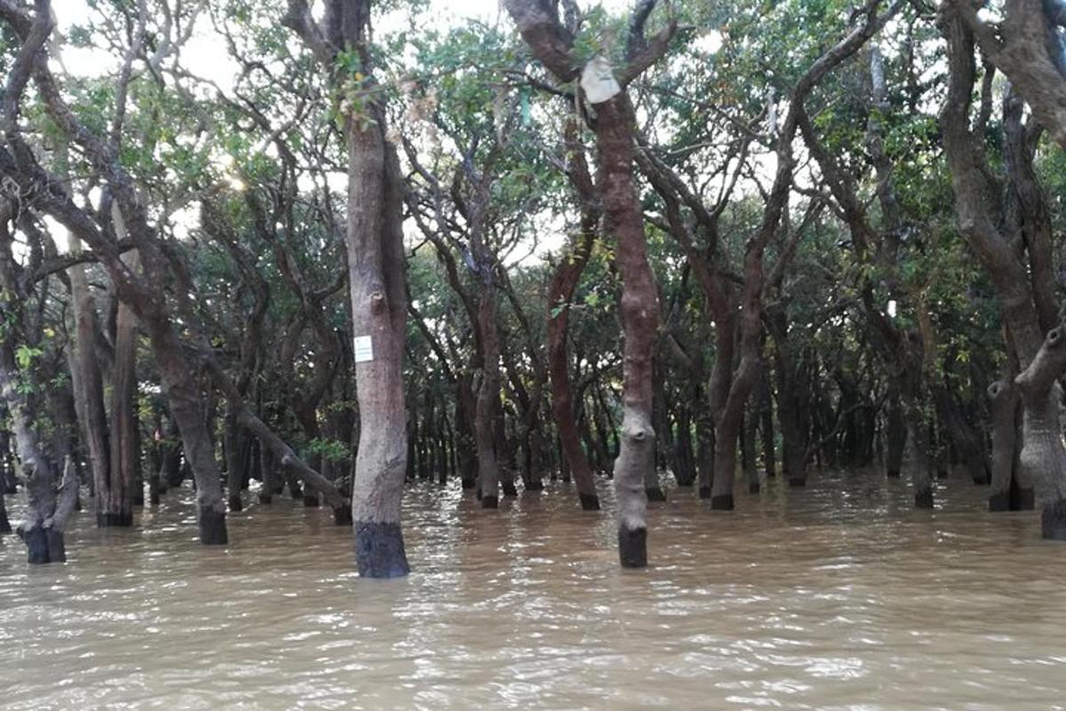 поплављена шума са дрвећем у води