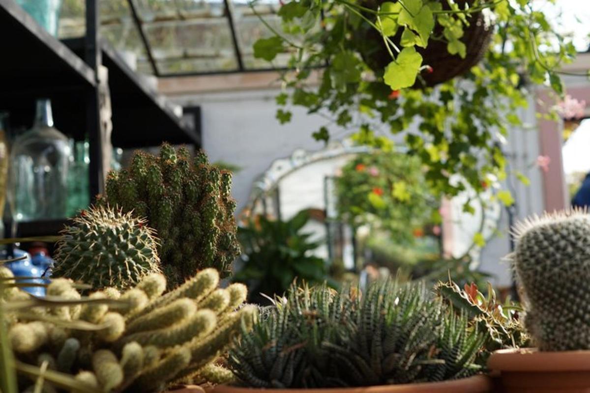 a group of cacti and other plants in a greenhouse