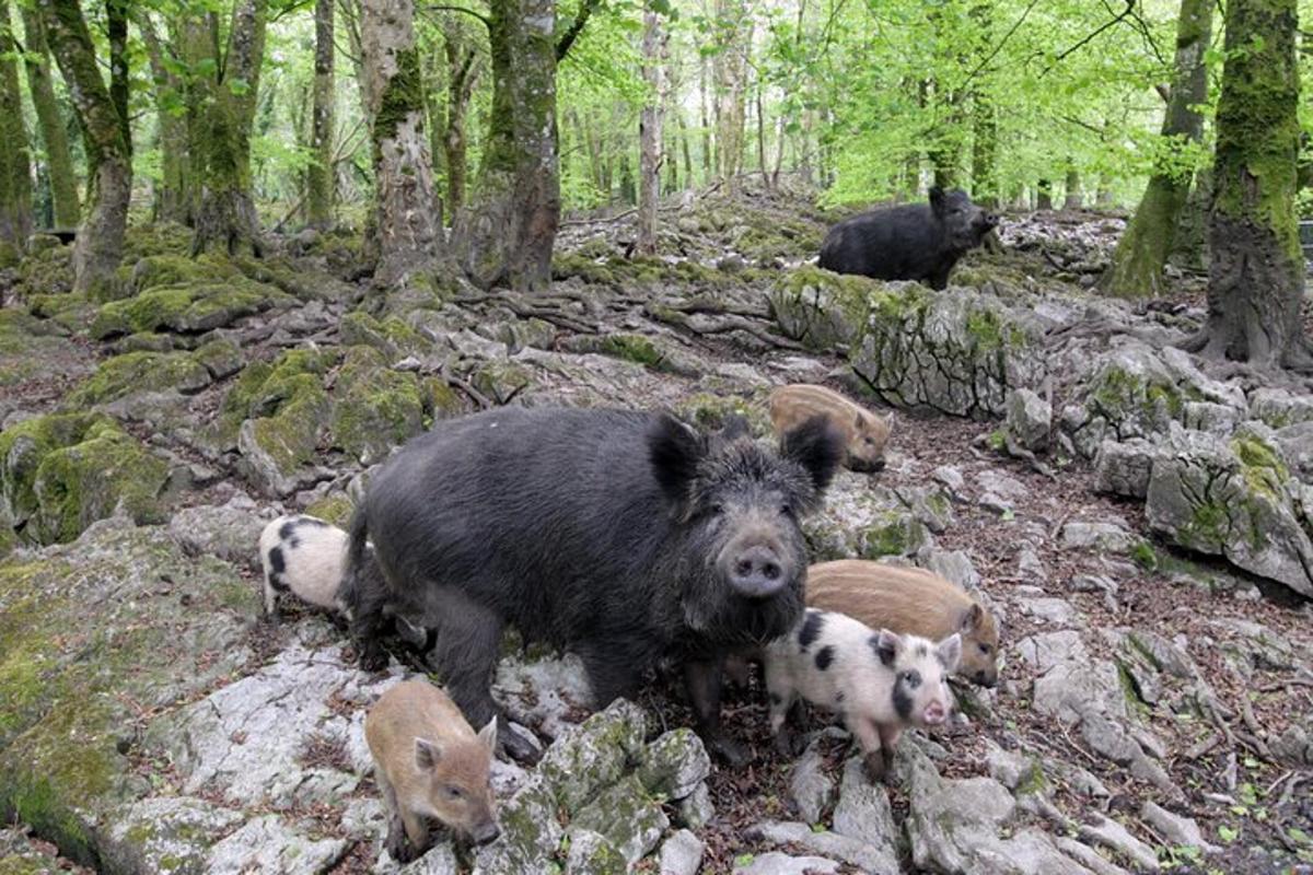 Fotografia 6 a atracției