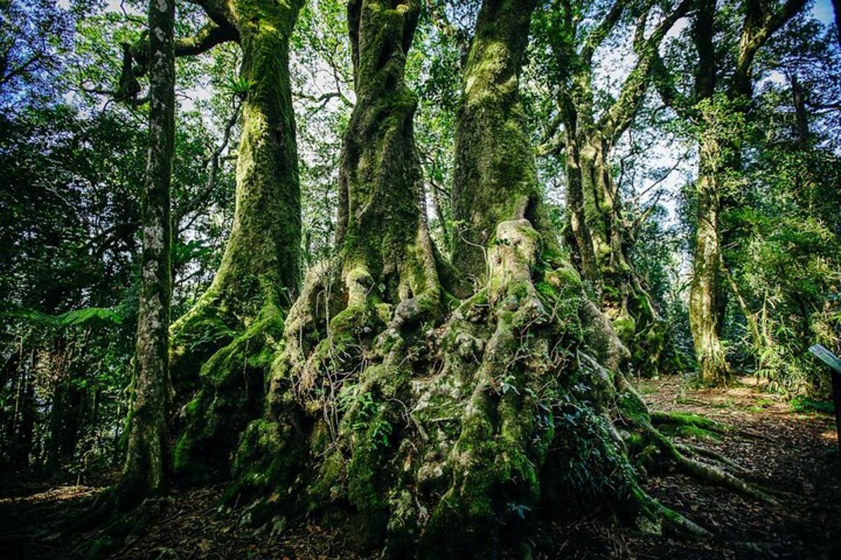 a tree covered in moss in a forest
