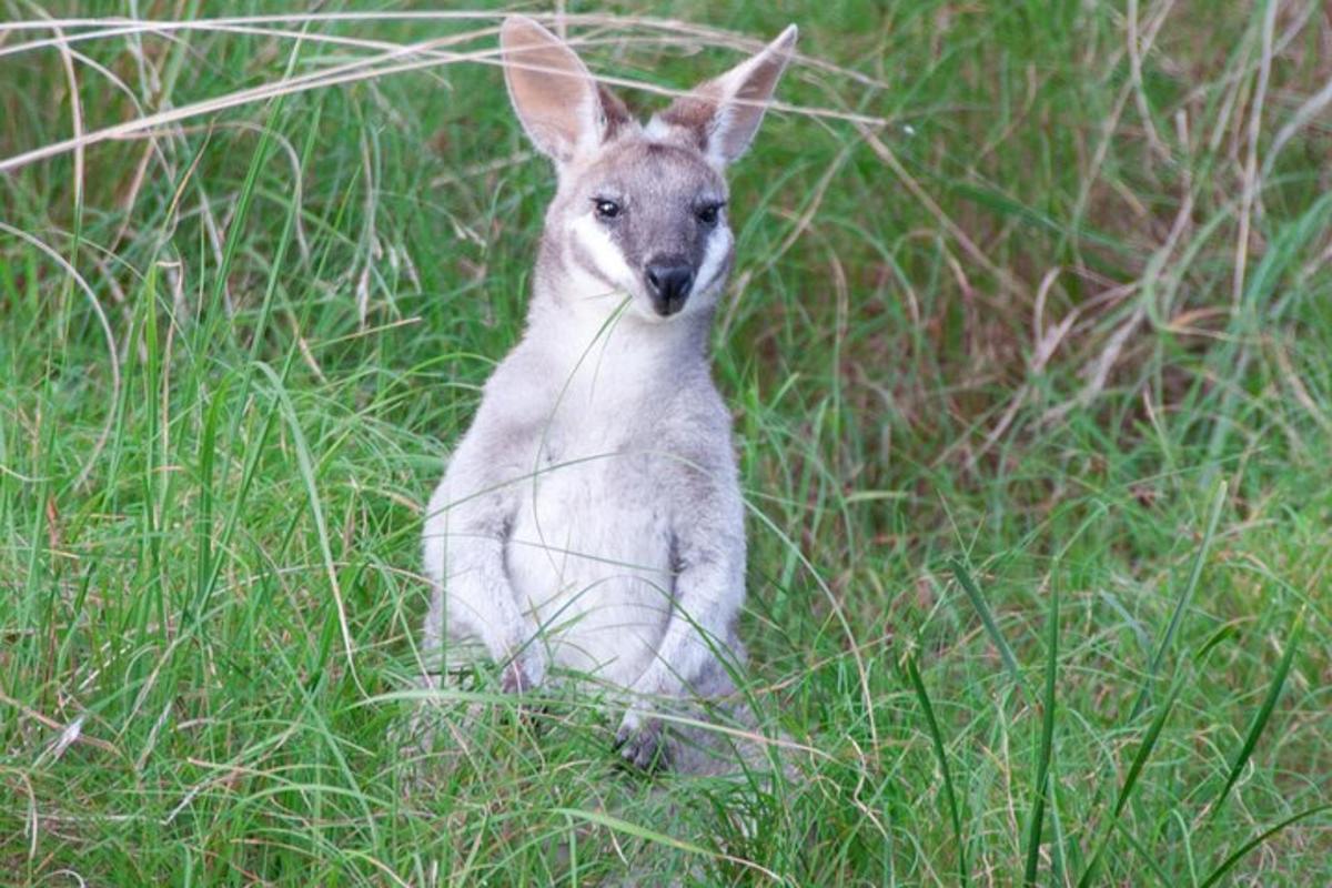 a baby kangaroo sitting in the grass