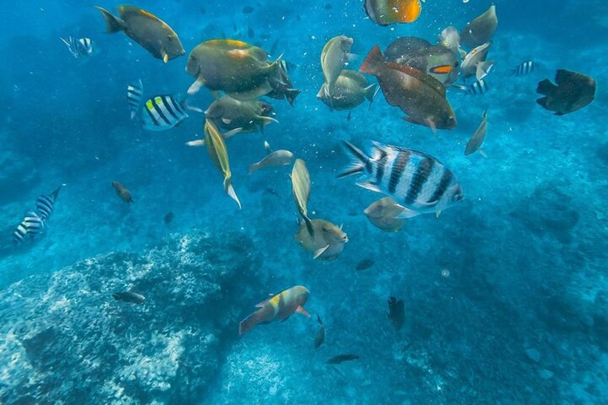 sekumpulan ikan berenang di lautan