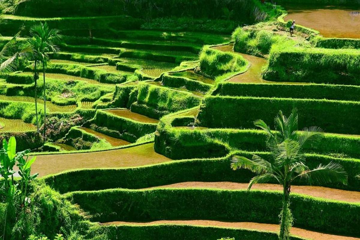un campo di cespugli con una palma al centro