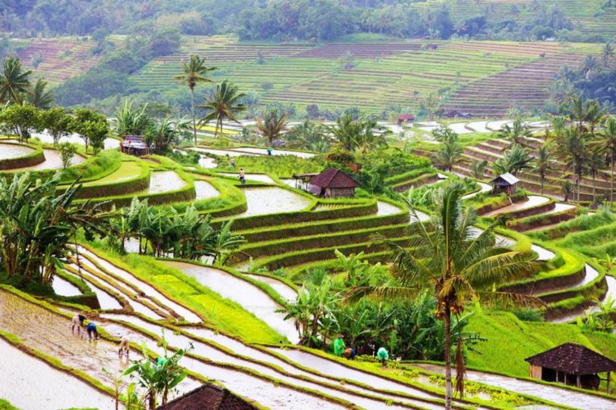pemandangan udara sebuah kampung dengan teres padi
