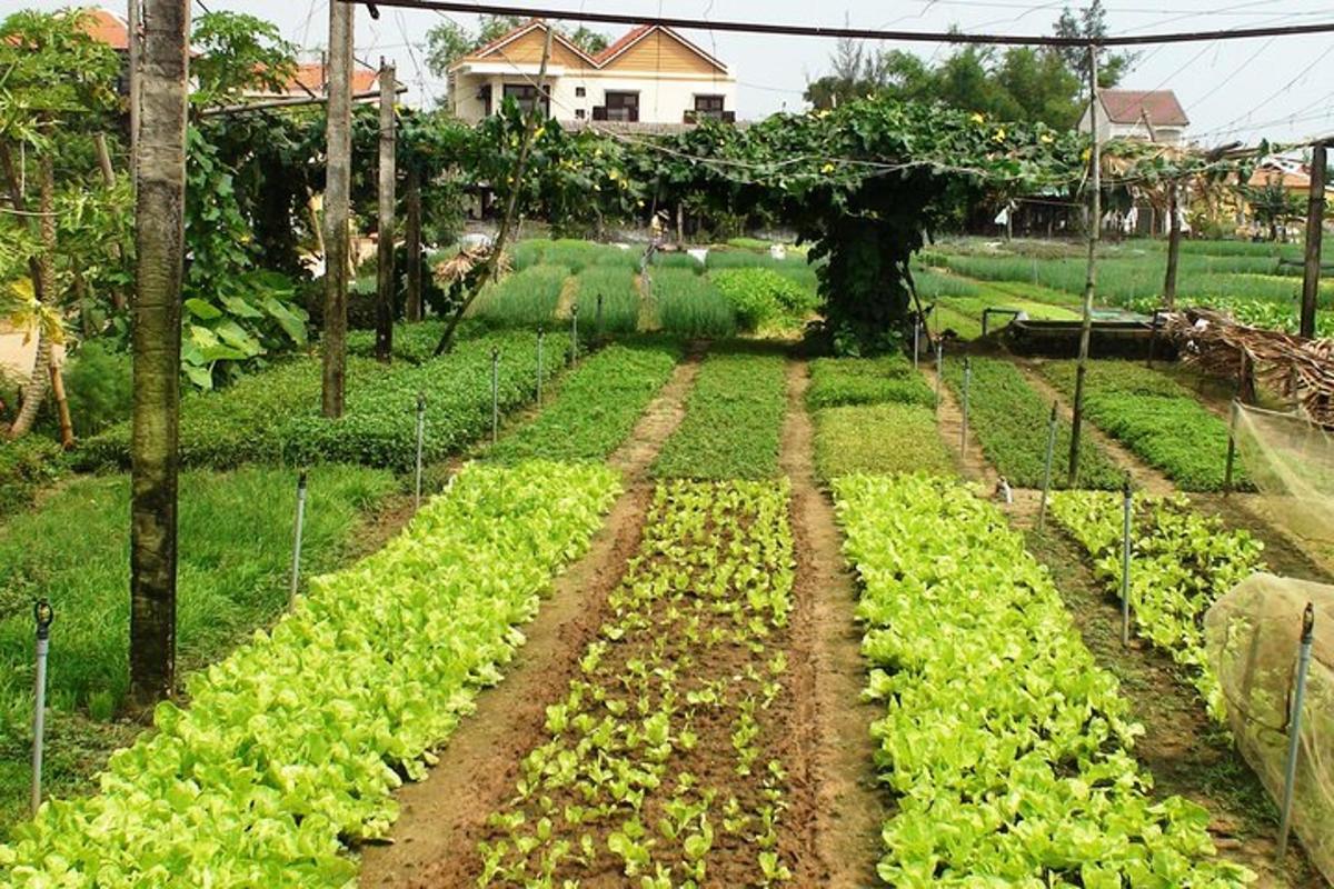 a field full of crops of lettuces