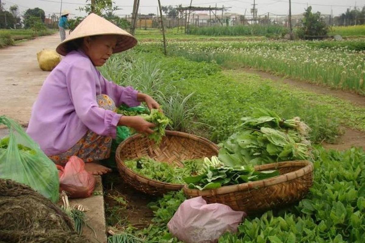 a woman wearing a hat holding baskets of lettuce