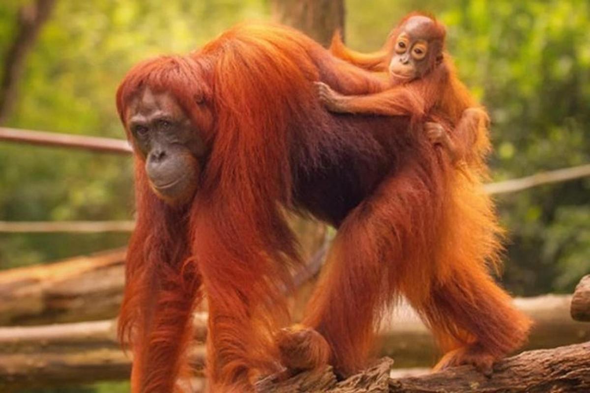 mládě orangutana stojící na zádech své matky