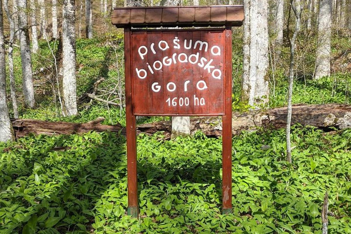 cedule uprostřed lesa