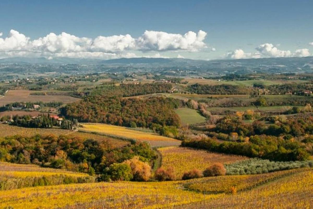 una vista aerea di un campo con alberi