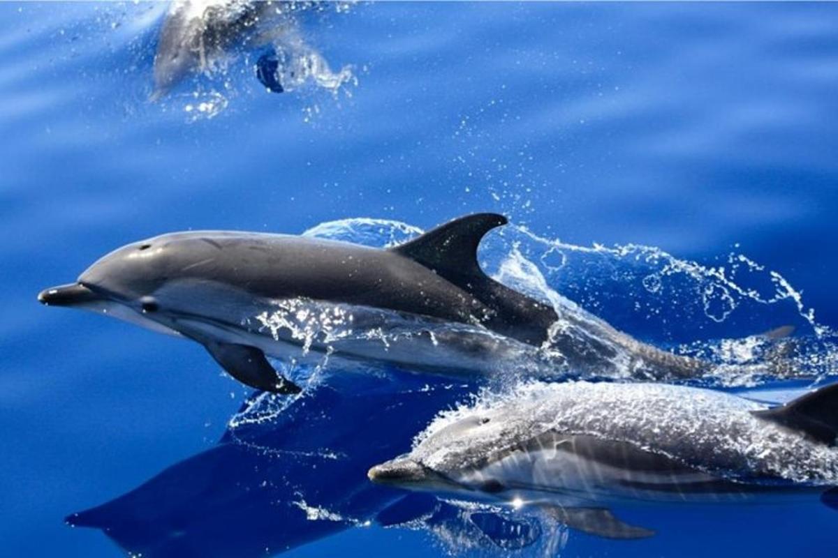 a group of dolphins swimming in the water