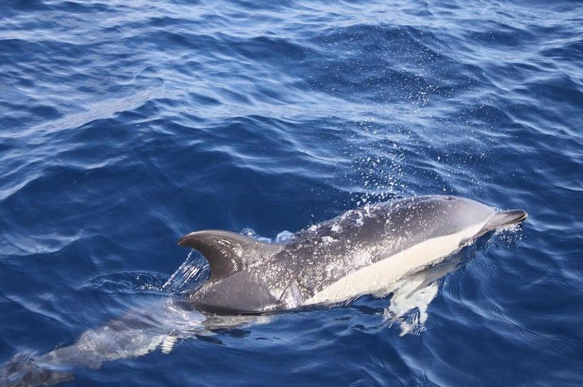 a dolphin is swimming in the water