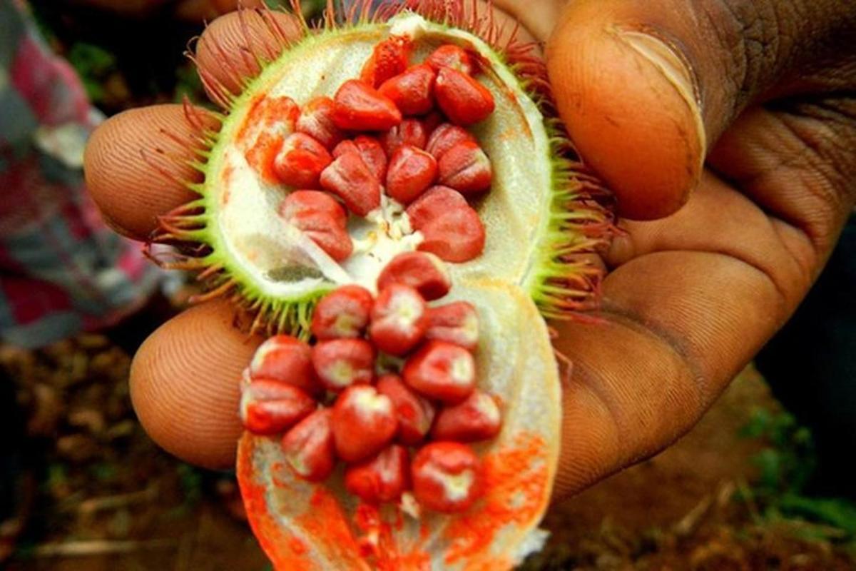 osoba držící půlku kiwi