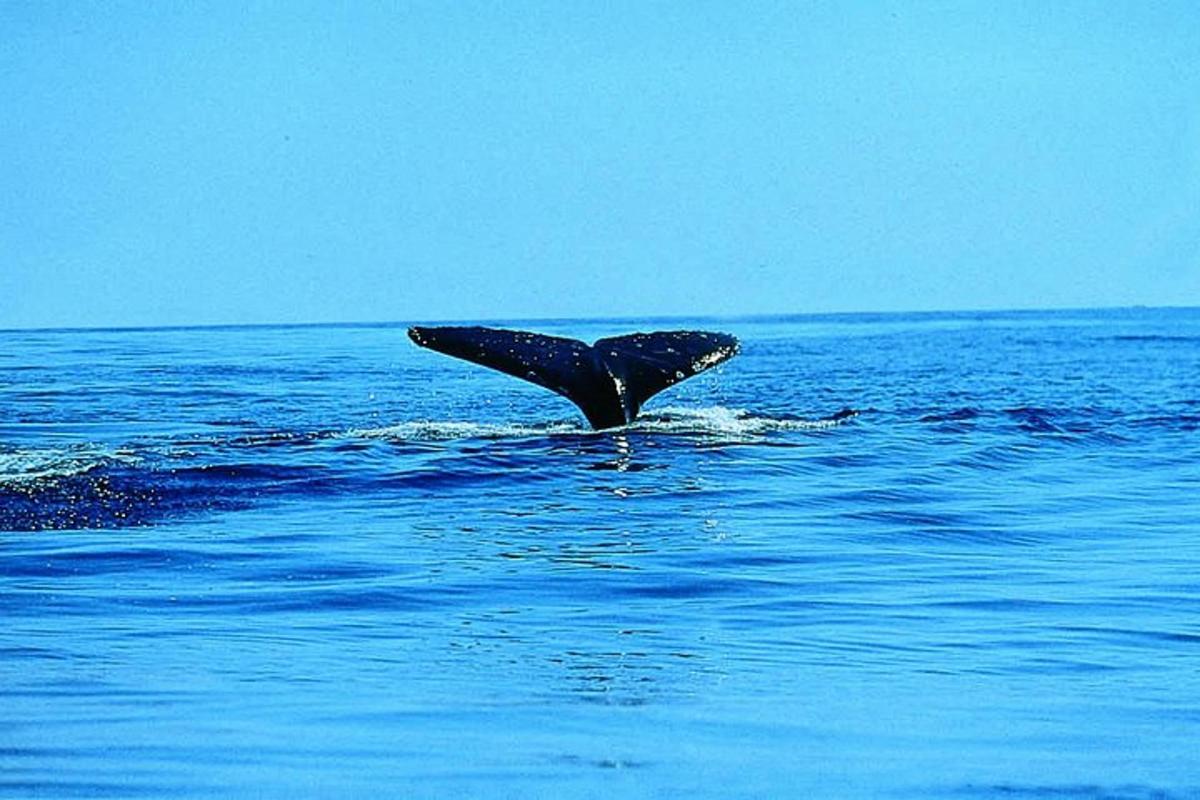 a whale tail sticking out of the water