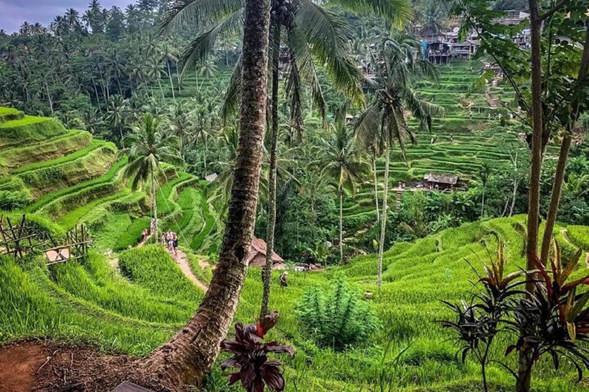 pohon palem di depan lereng bukit yang hijau subur