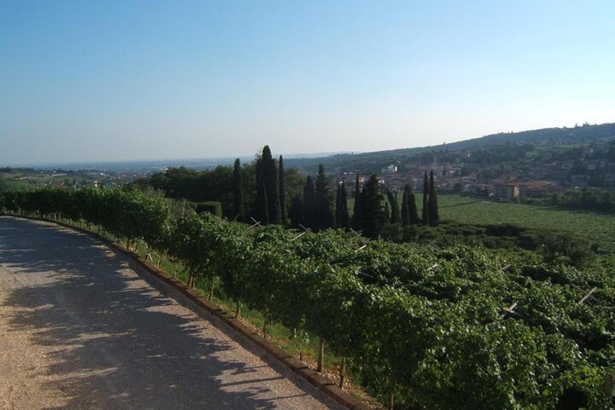 a vineyard with cypress trees on the side of a road