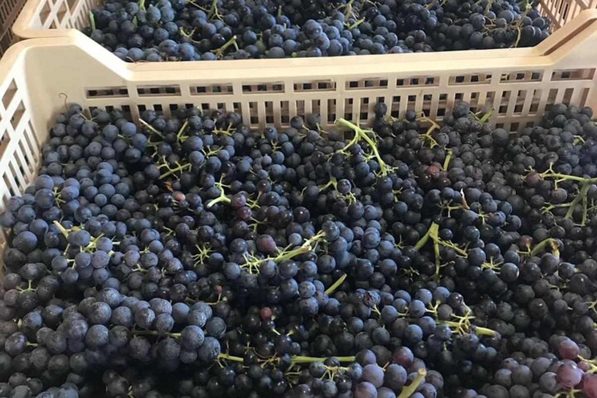 a bunch of grapes in a basket
