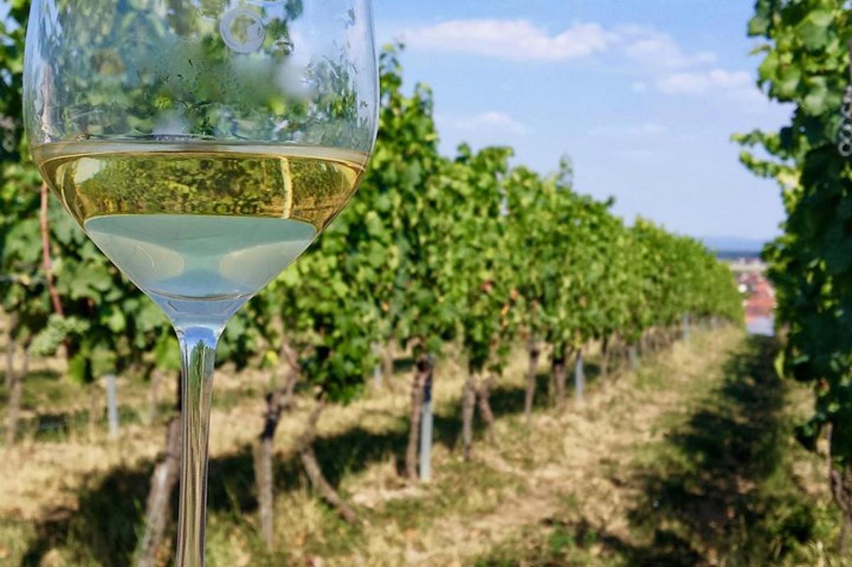 uma taça de vinho branco em um vinhedo