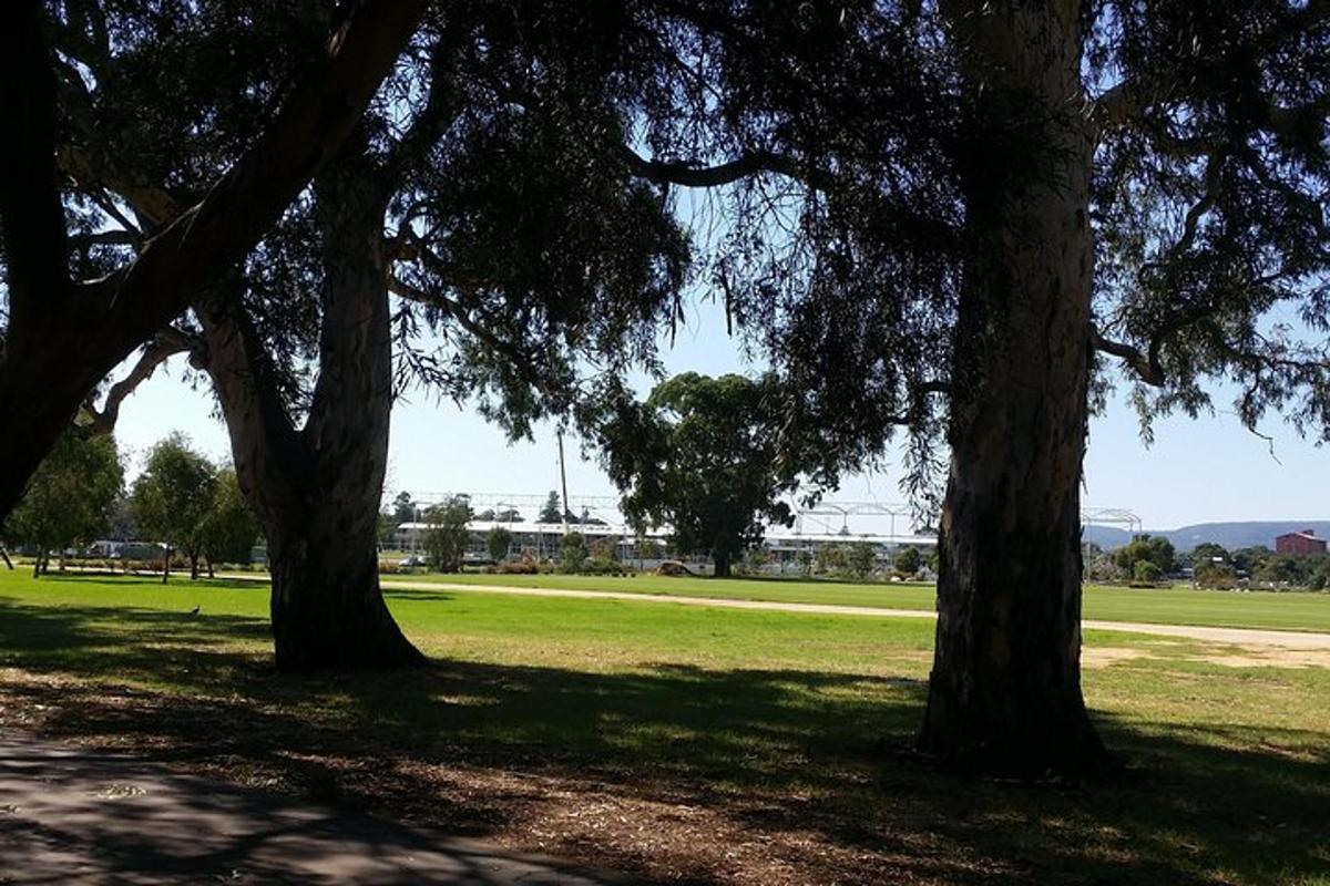 un gruppo di alberi in un parco con un campo