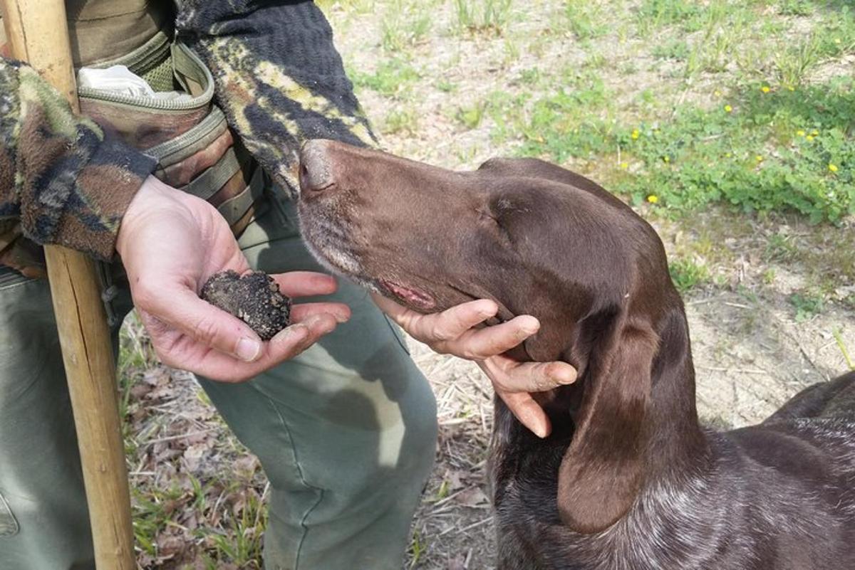 a person feeding a brown dog with a rock
