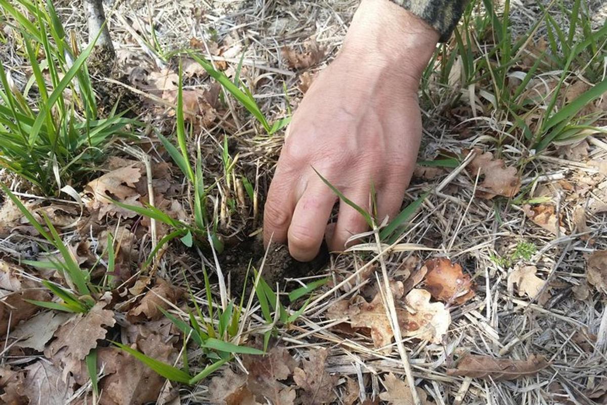 a persons hand picking up grass from the ground