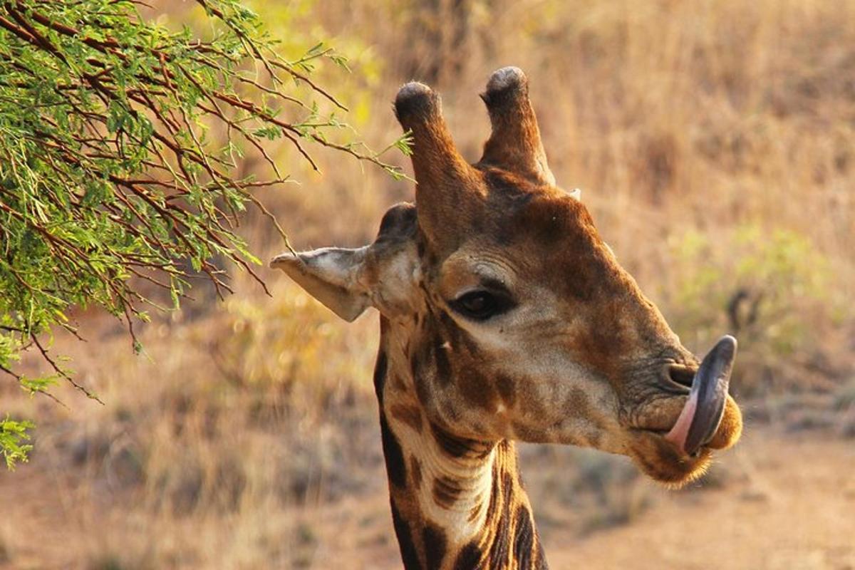 una jirafa sacando la lengua