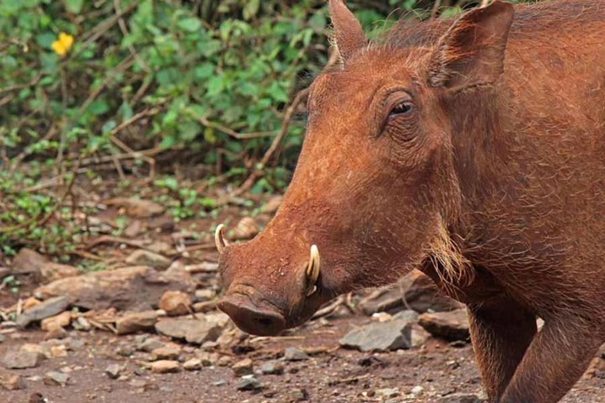 a close up of a brown animal walking on the ground