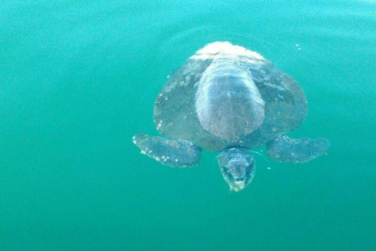 a green sea turtle swimming in the water