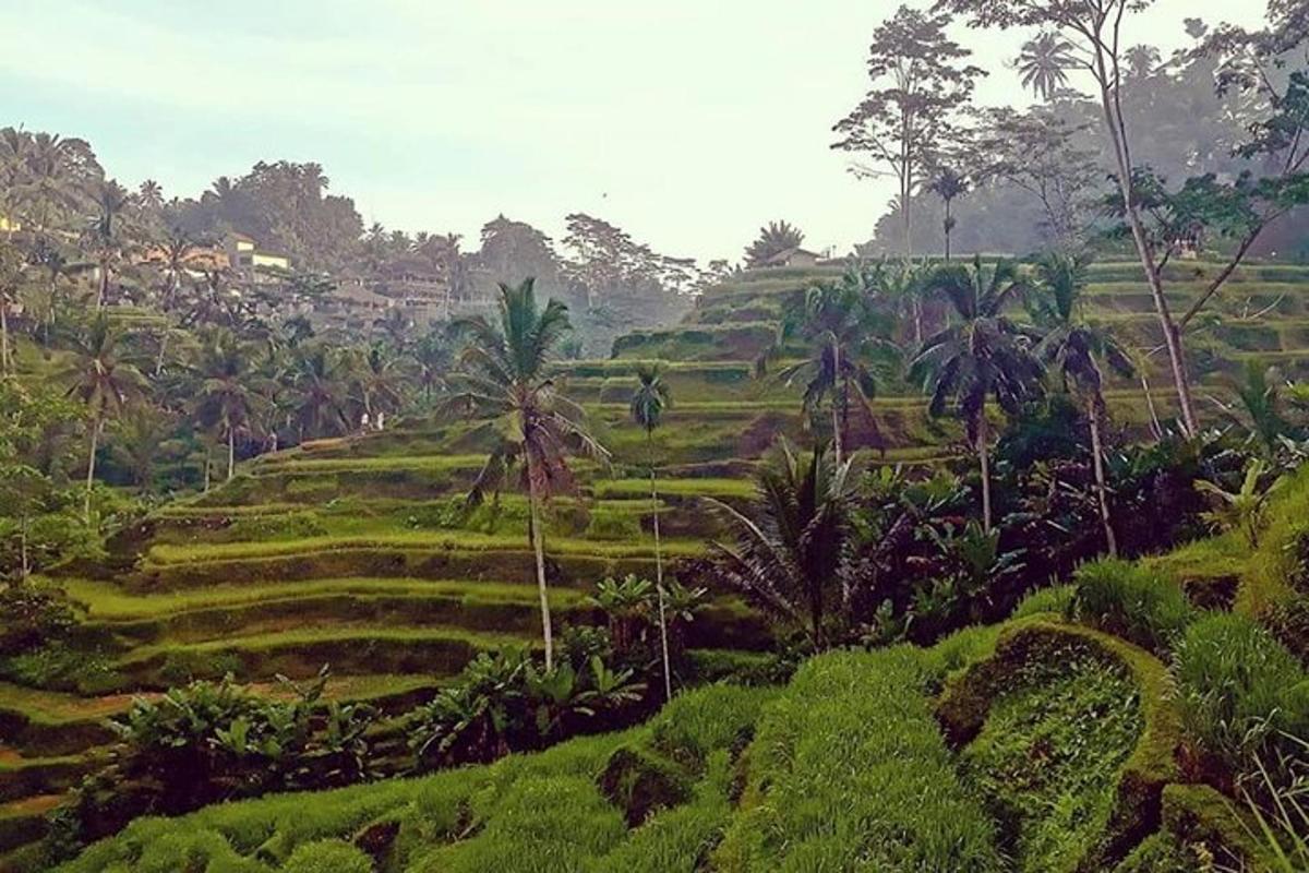 a lush green field with palm trees on a hill