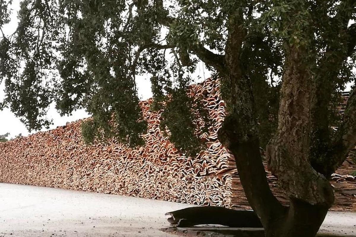 a tree sitting next to a building next to a tree