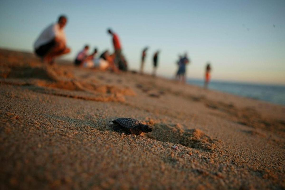 en skilpadde på en strand med folk i bakgrunnen