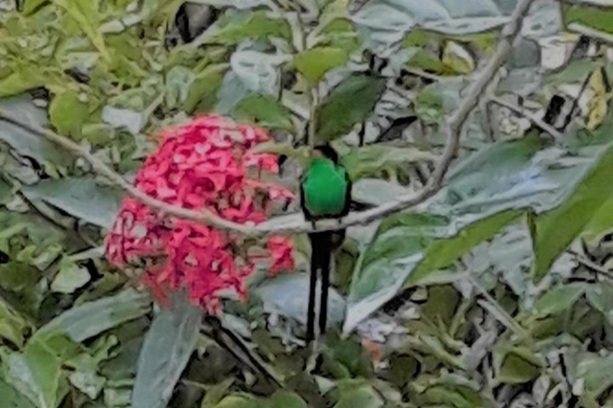 seekor burung hijau duduk di atas dahan dengan bunga merah jambu