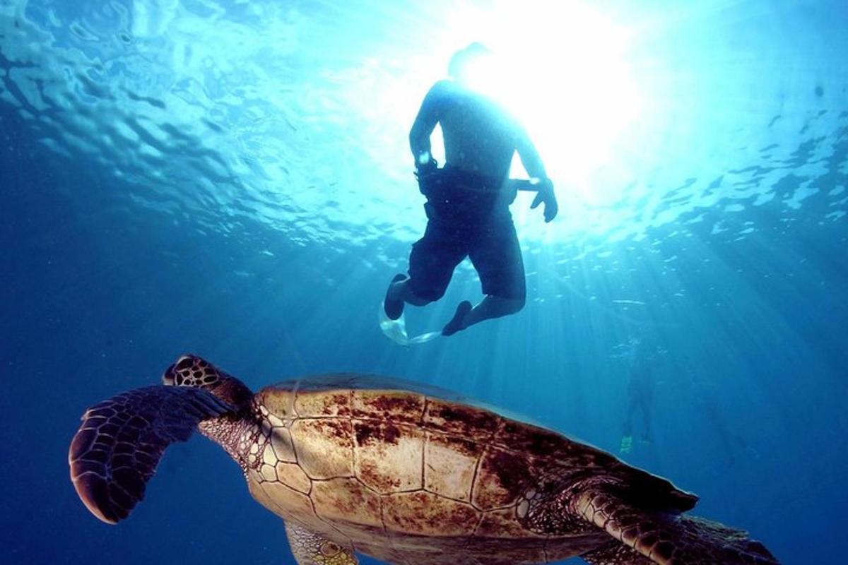 muž plave vedle želvy v oceánu