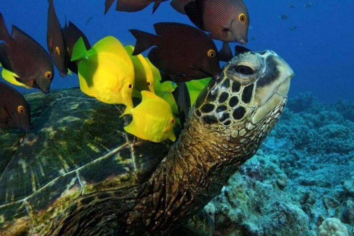 zelená želva plave v oceánu s rybami