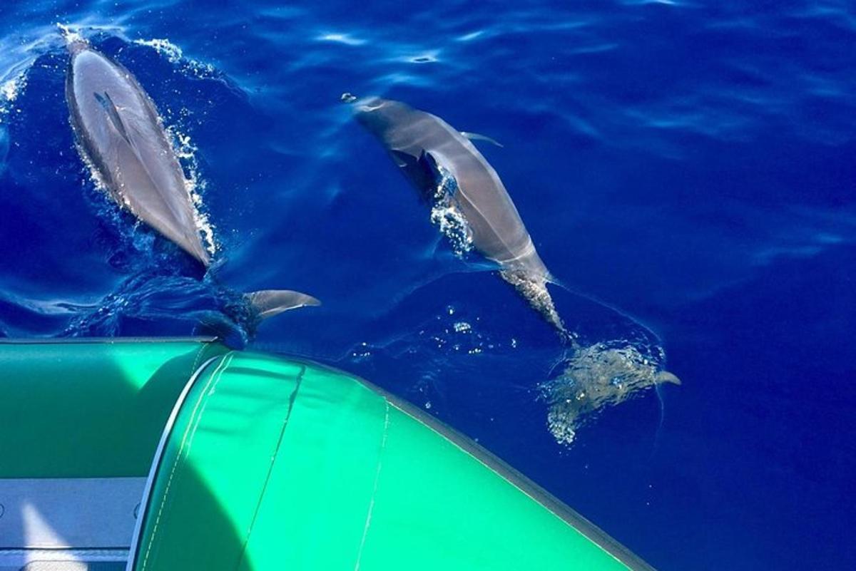 egy csoport delfin úszik a vízben