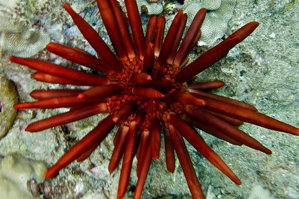 un primo piano di un fiore rosso nell'acqua