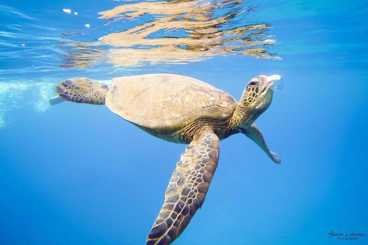 一只绿海龟在水中游泳
