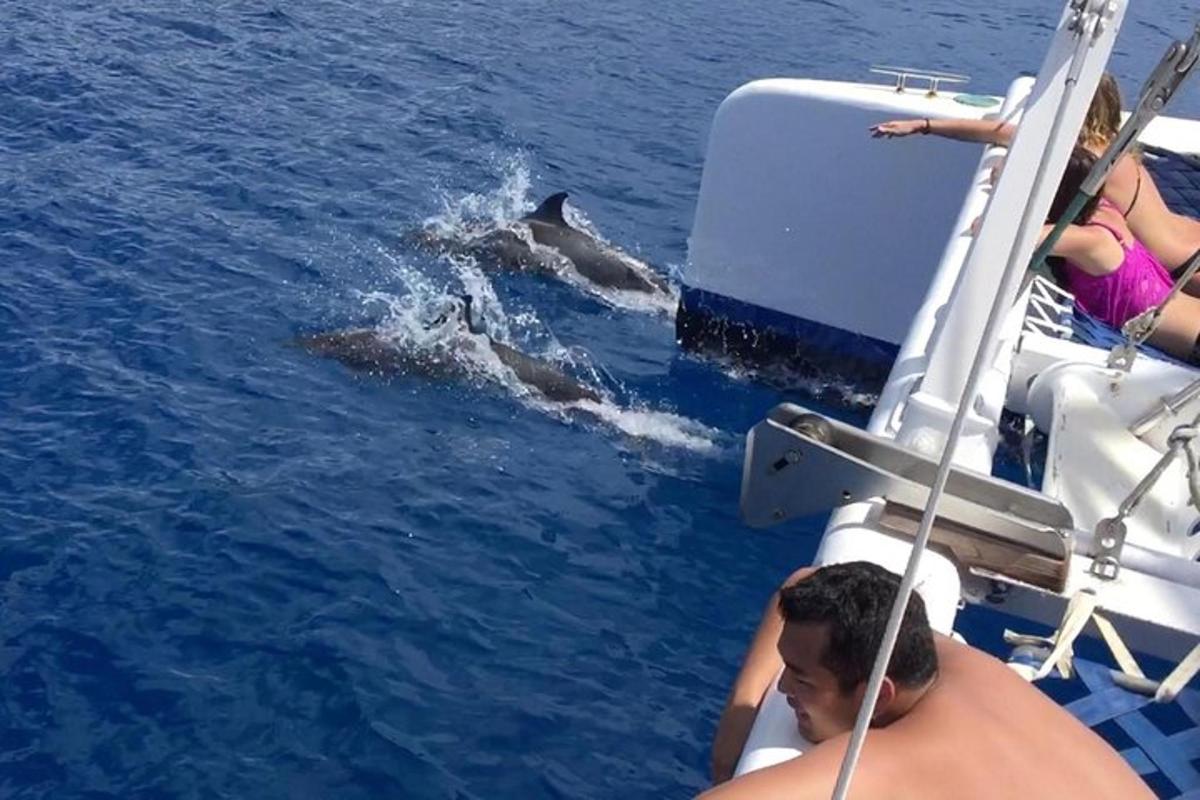 un delfino nell'acqua accanto a una barca