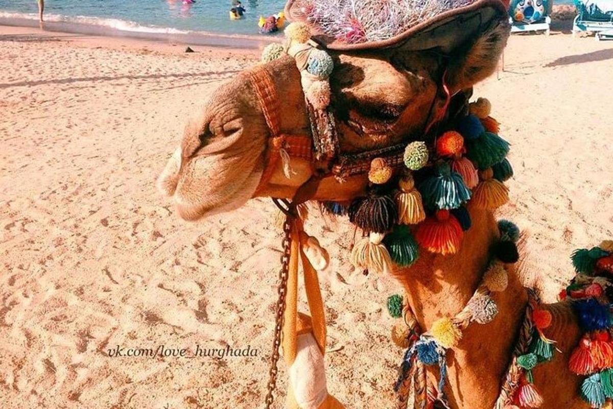 o statuie a unui câine pe plajă