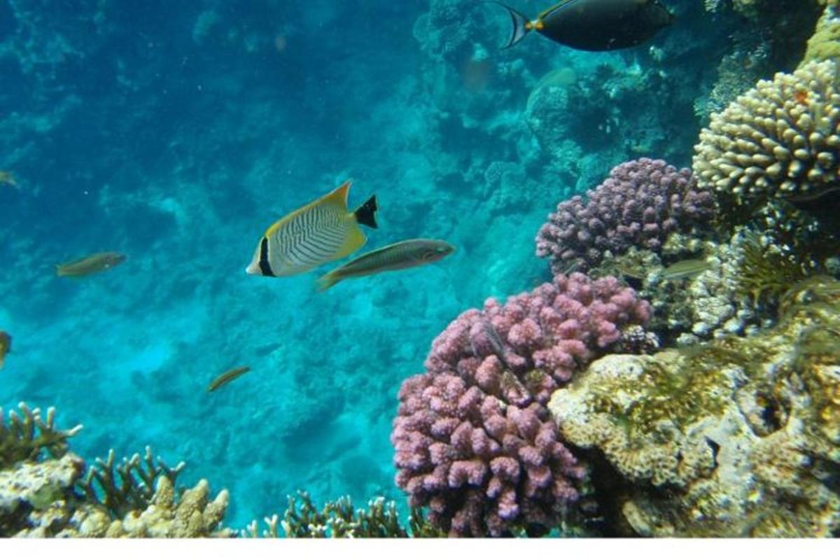 un grup de peixos nedant al voltant d'un escull de corall