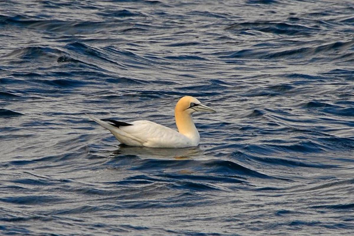 un ànec blanc nedant en una massa d'aigua