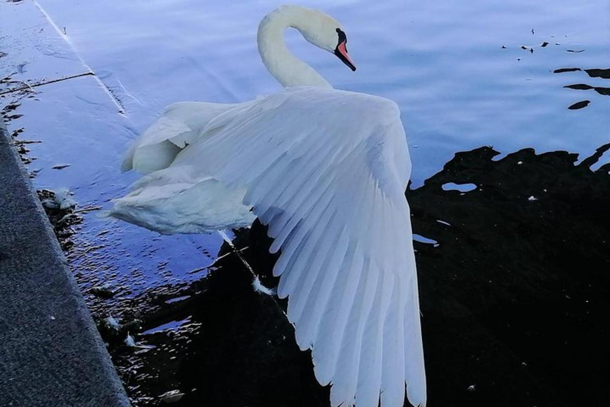 un cigno bianco nuota nell'acqua
