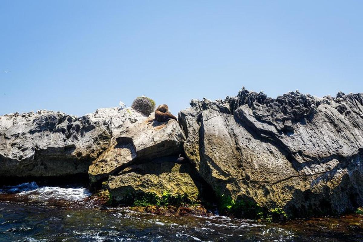 un paio di animali seduti su alcune rocce nell'acqua