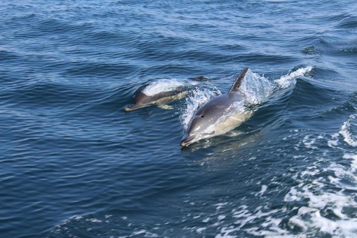 két delfin úszik a vízben