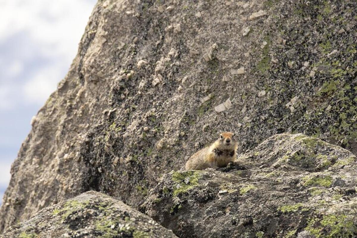 un pequeño animal sentado encima de una roca
