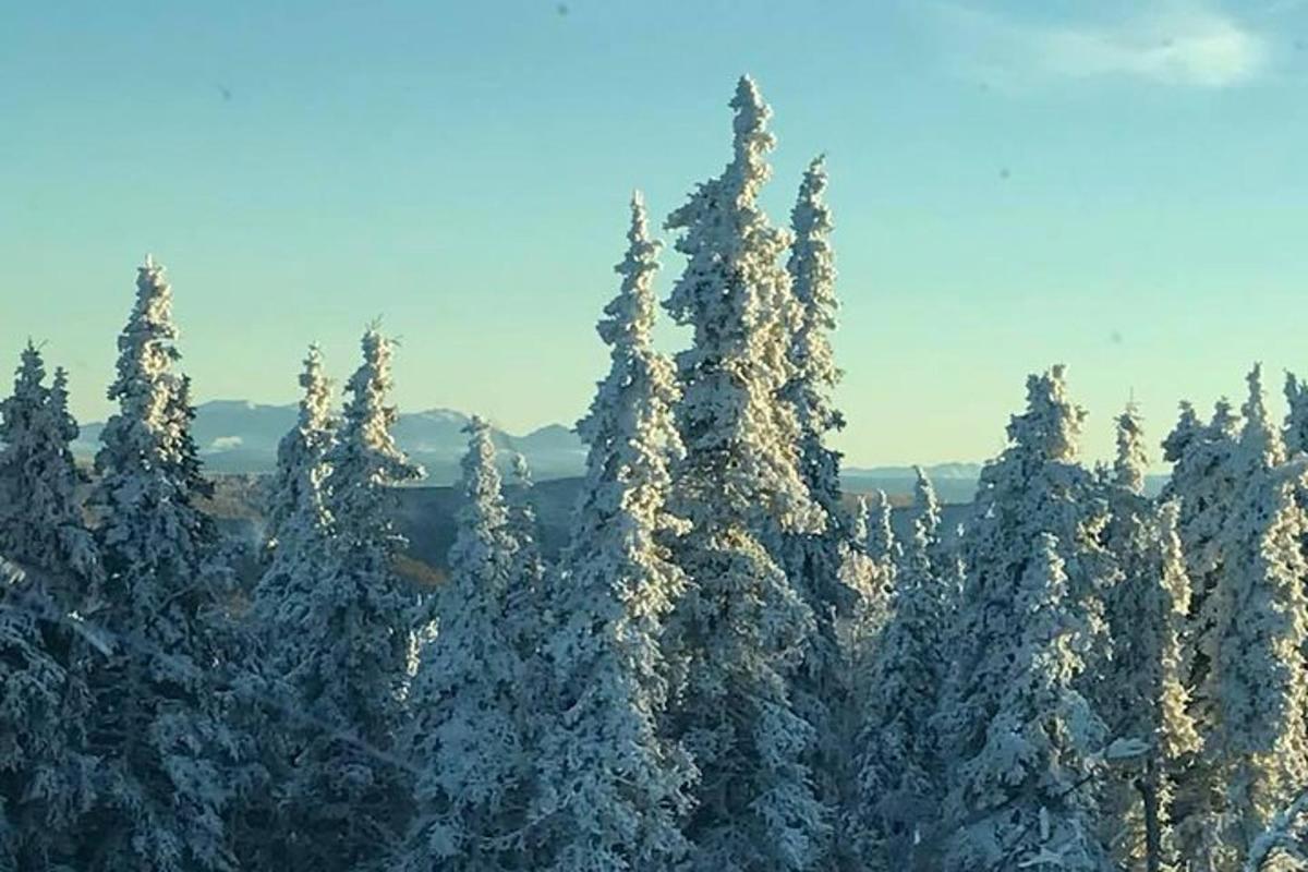 un grupo de pinos cubiertos de nieve