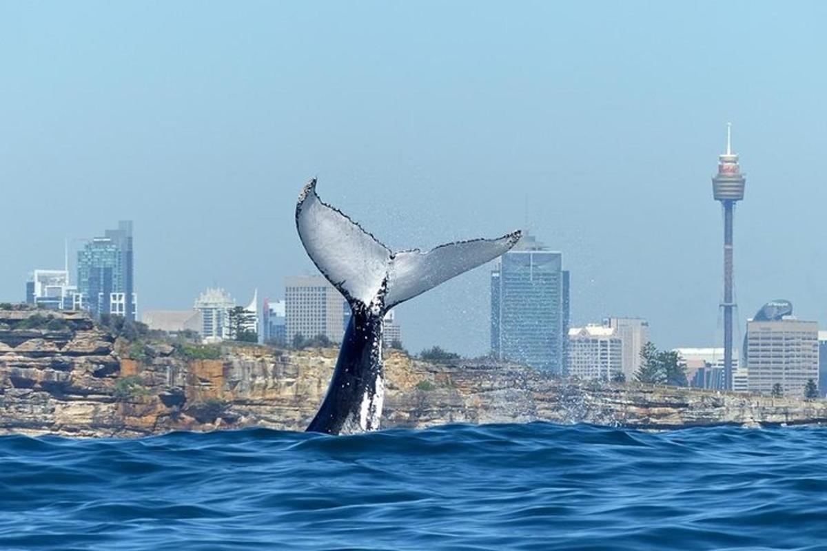 un delfino che salta fuori dall'acqua